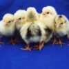 Columbian Wyandotte Bantam Chicks