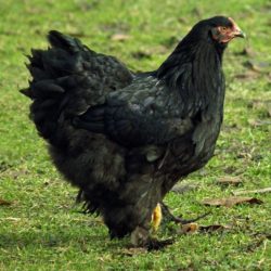 Black Cochin Standard Chicken