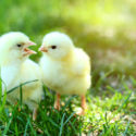 baby chicks sitting on grass