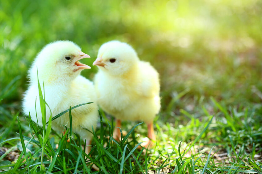 baby chicks sitting on grass