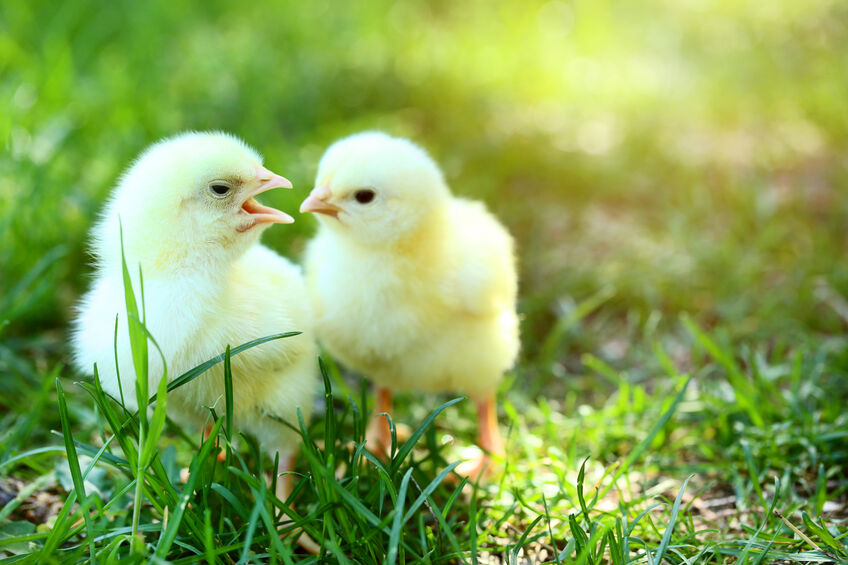 The Most Common Mistakes to Avoid When Ordering Backyard Chicks ...