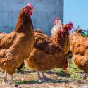 Chickens on traditional free range poultry farm