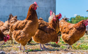 Chickens on traditional free range poultry farm