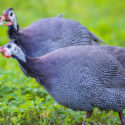 guinea fowl on farm