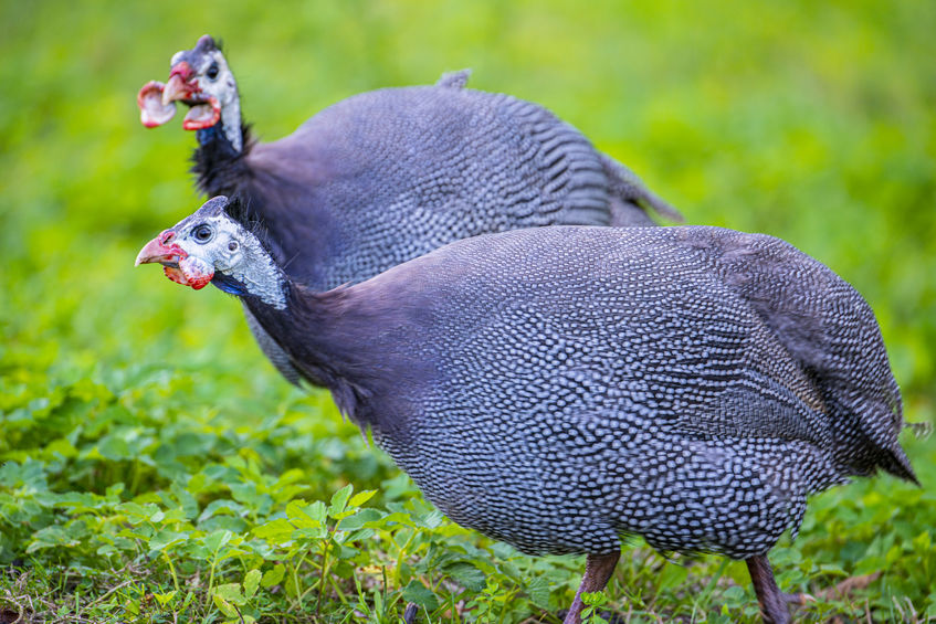 guinea fowl on farm