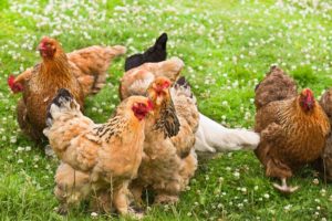 chickens on farm