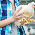 man farmer holding a chicken in his hands