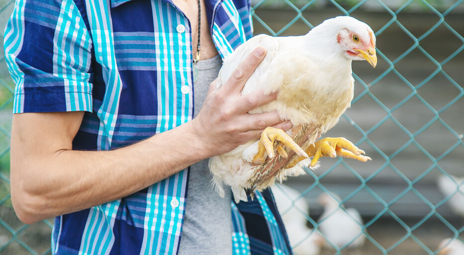 man farmer holding a chicken in his hands