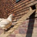 chicken walking up ramp to coop door