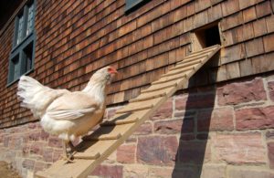 chicken walking up ramp to coop door