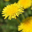 yellow dandelion flowers