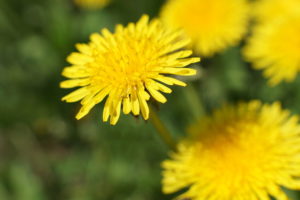 yellow dandelion flowers