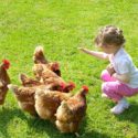 young kid feeding chickens