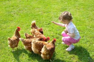 young kid feeding chickens