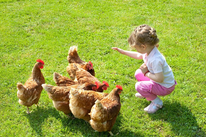 young kid feeding chickens