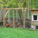 chicken coop in backyard