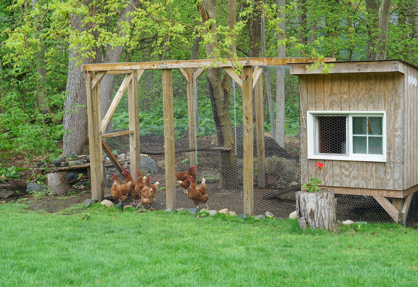 chicken coop in backyard