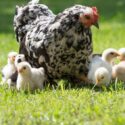 hen with its baby chicks standing in the grass