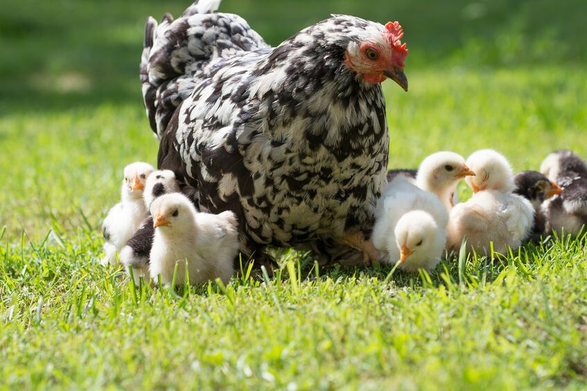 hen with its baby chicks standing in the grass