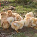 chicks on a farm