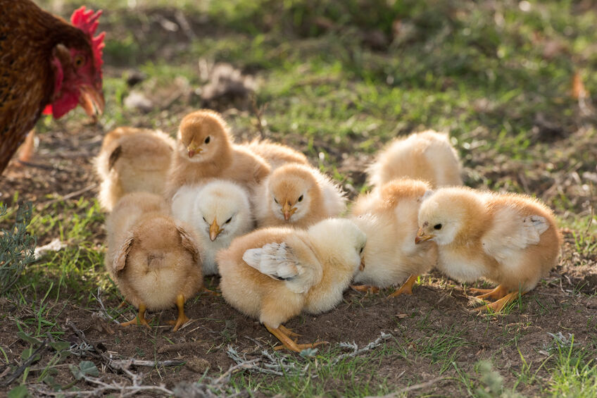 chicks on a farm