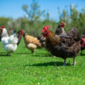 chickens grazing in field