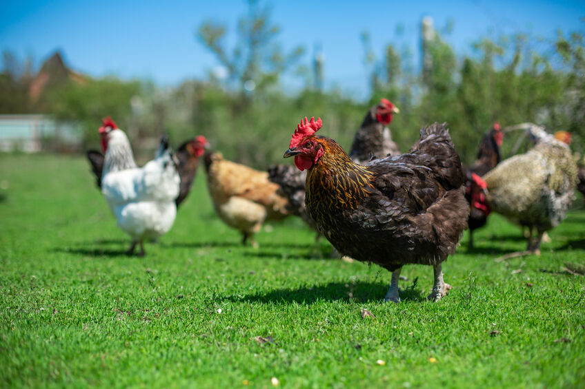 chickens grazing in field