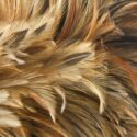 chicken feather background