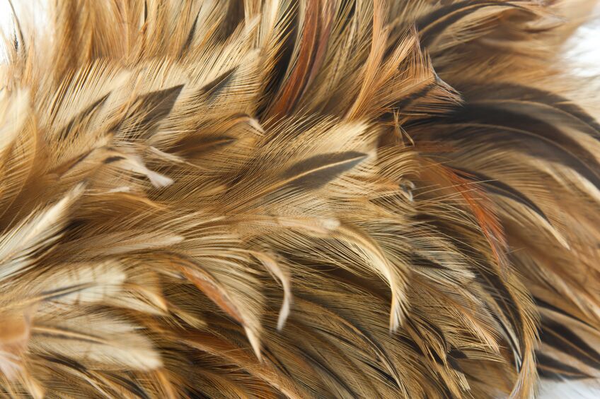 chicken feather background