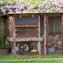 chicken coop in backyard