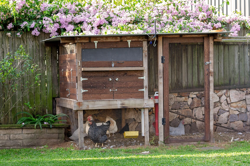 chicken coop in backyard