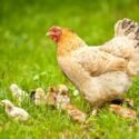 hen with baby chicks outside