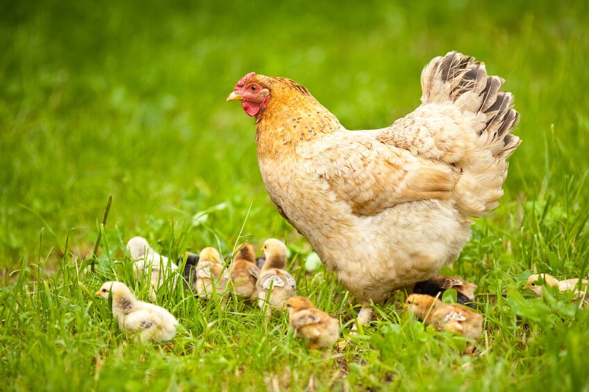 hen with baby chicks outside