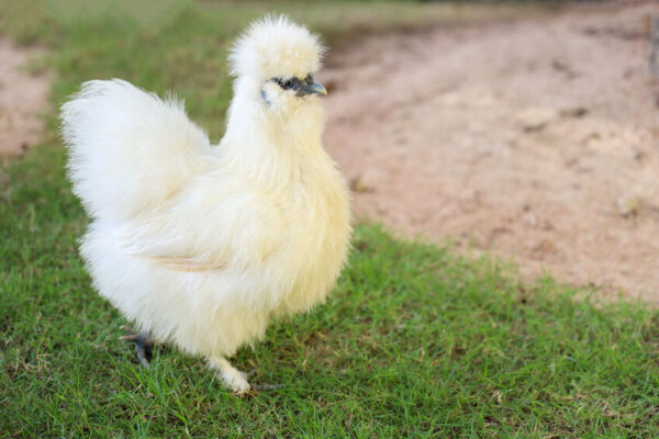 The Silkie hen is live in grass garden
