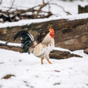 chicken walking through the snow in winter