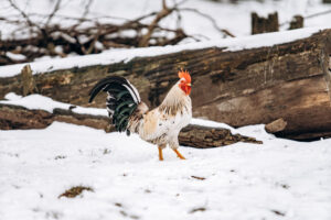 chicken walking through the snow in winter
