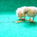 two chicks eating feed