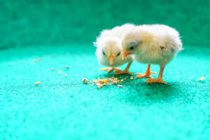 two chicks eating feed