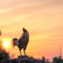 rooster crowing in the early morning