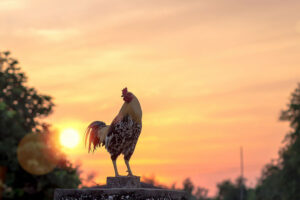 rooster crowing in the early morning