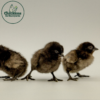 Ayam Cemani - Image 3