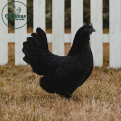 Ayam Cemani