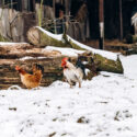 two chickens walking in snow