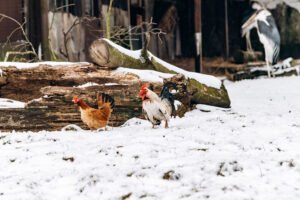 two chickens walking in snow