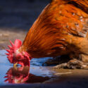 chicken drinking water