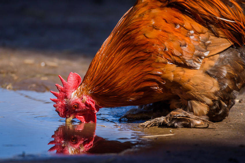 chicken drinking water