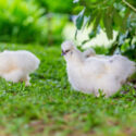 silkie chickens in garden