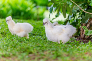 silkie chickens in garden