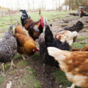 flock of chickens in backyard