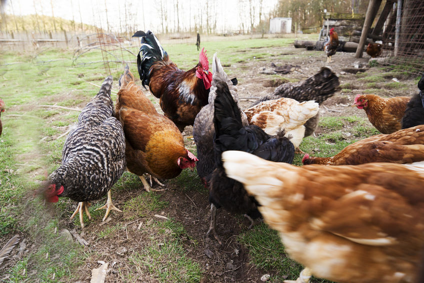 flock of chickens in backyard